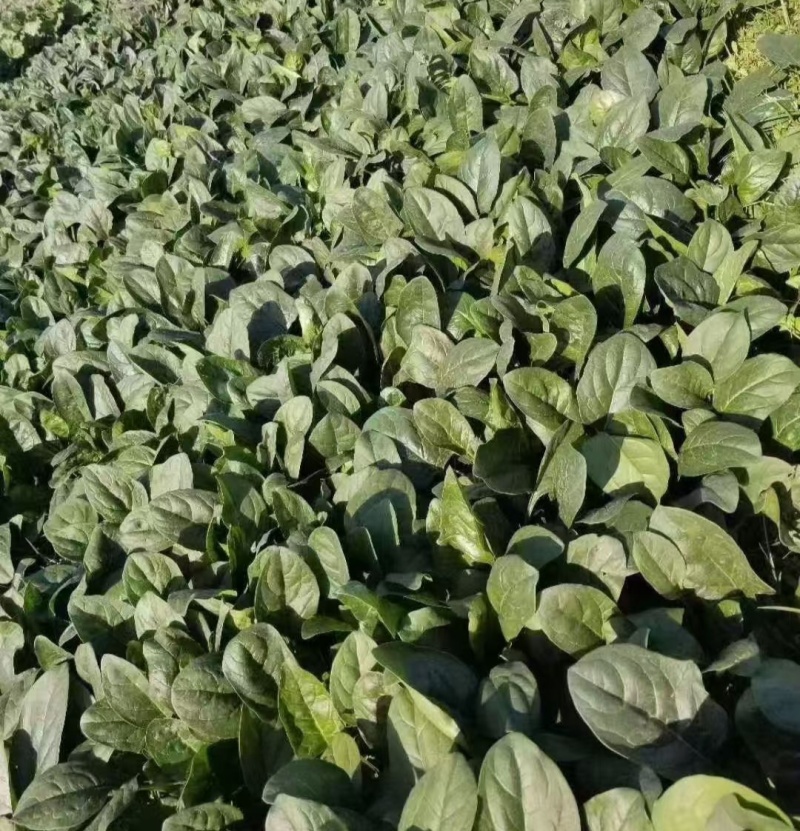 豫艺墨玉绿菠菜种子半圆叶抗霜霉病高产丹麦菠菜春秋冬大棚