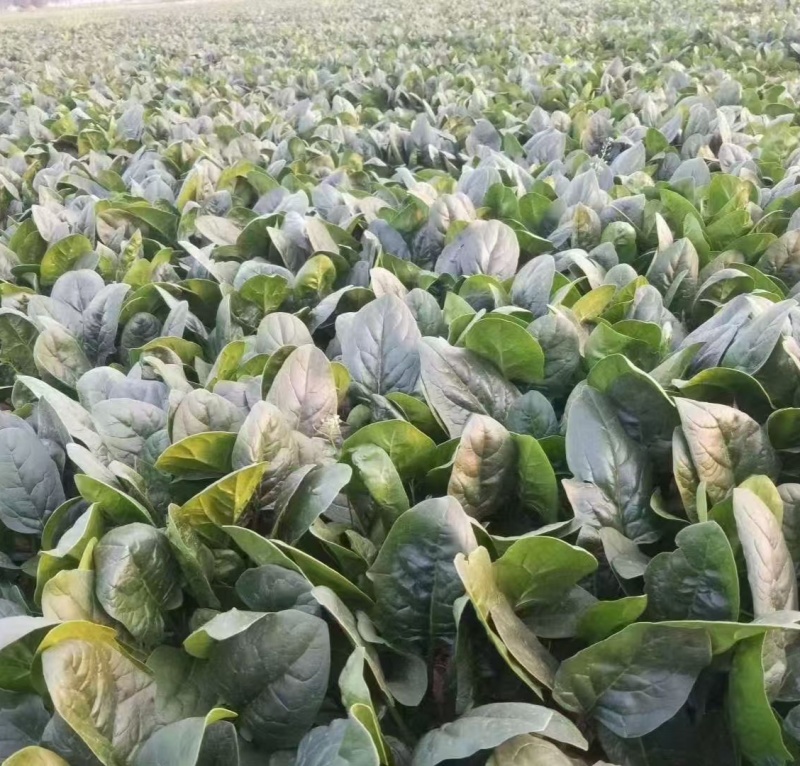 豫艺墨玉绿菠菜种子半圆叶抗霜霉病高产丹麦菠菜春秋冬大棚