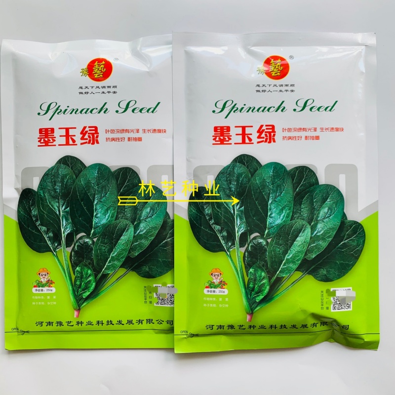 豫艺墨玉绿菠菜种子半圆叶抗霜霉病高产丹麦菠菜春秋冬大棚