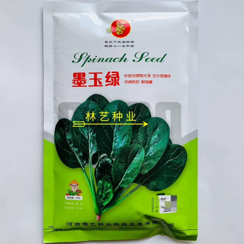 豫艺墨玉绿菠菜种子半圆叶抗霜霉病高产丹麦菠菜春秋冬大棚