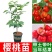 广西樱桃苗货源充足品质保证各种规格多种品种欢迎咨询