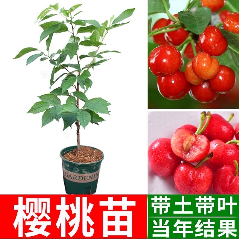 广西樱桃苗货源充足品质保证各种规格多种品种欢迎咨询