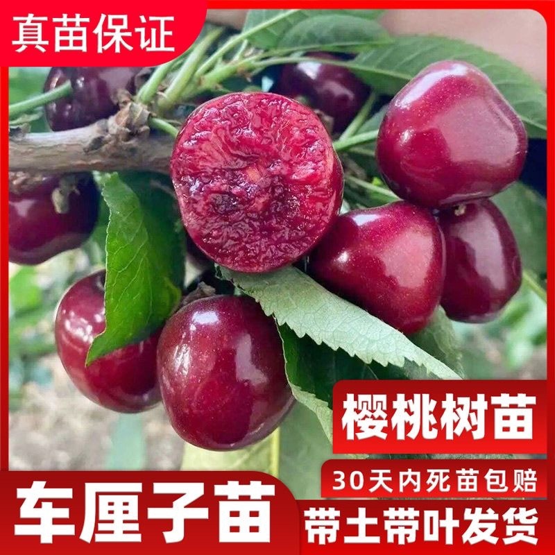 广西樱桃苗货源充足品质保证各种规格多种品种欢迎咨询