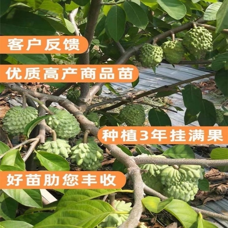 正宗释迦果苗带土带叶发货品质保证高产商品苗欢迎咨询