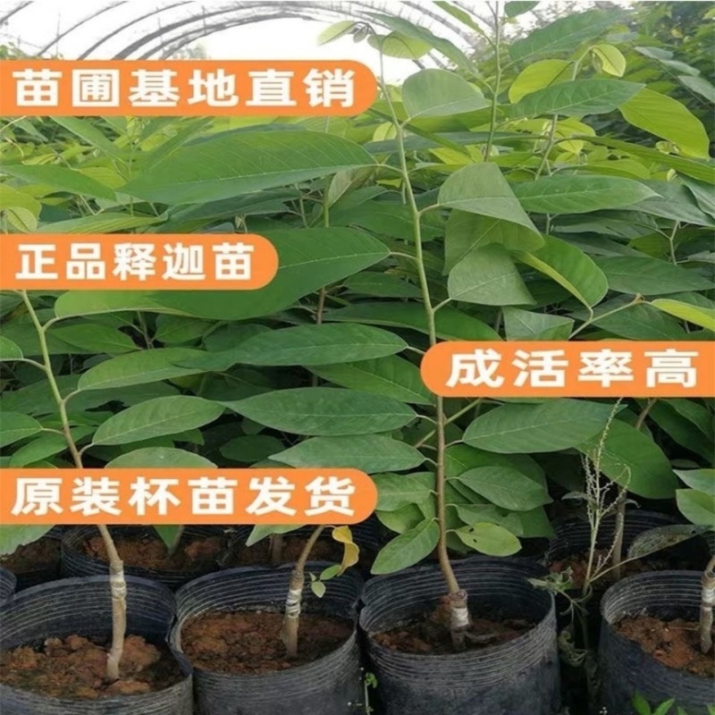 正宗释迦果苗带土带叶发货品质保证高产商品苗欢迎咨询