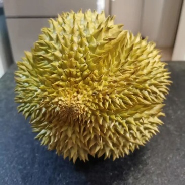 金枕榴莲一手批发价格