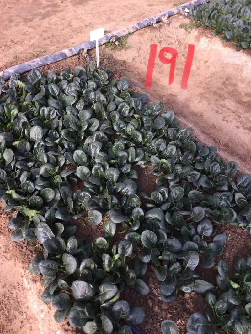 黑优191菠菜种子趴地耐热耐寒耐抽薹圆叶黑绿抗病春秋冬菠
