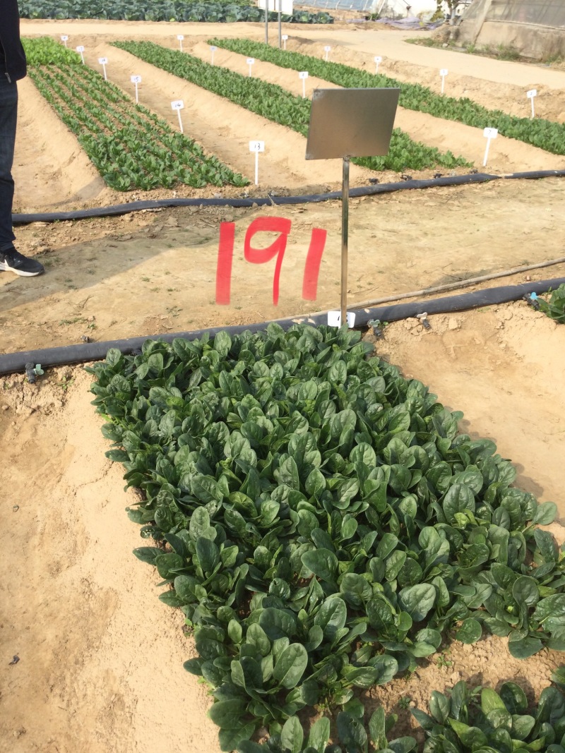黑优191菠菜种子趴地耐热耐寒耐抽薹圆叶黑绿抗病春秋冬菠