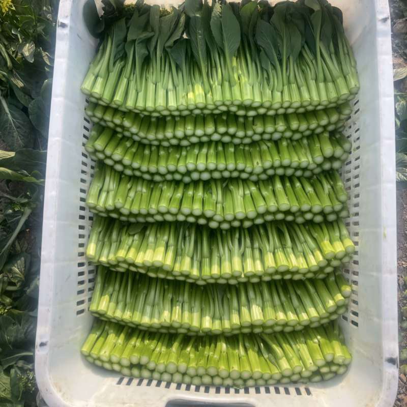 尖叶菜心
