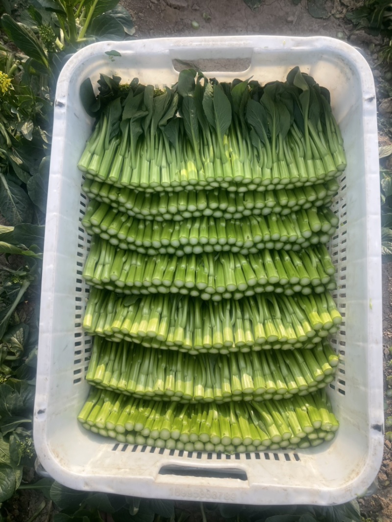 尖叶菜心