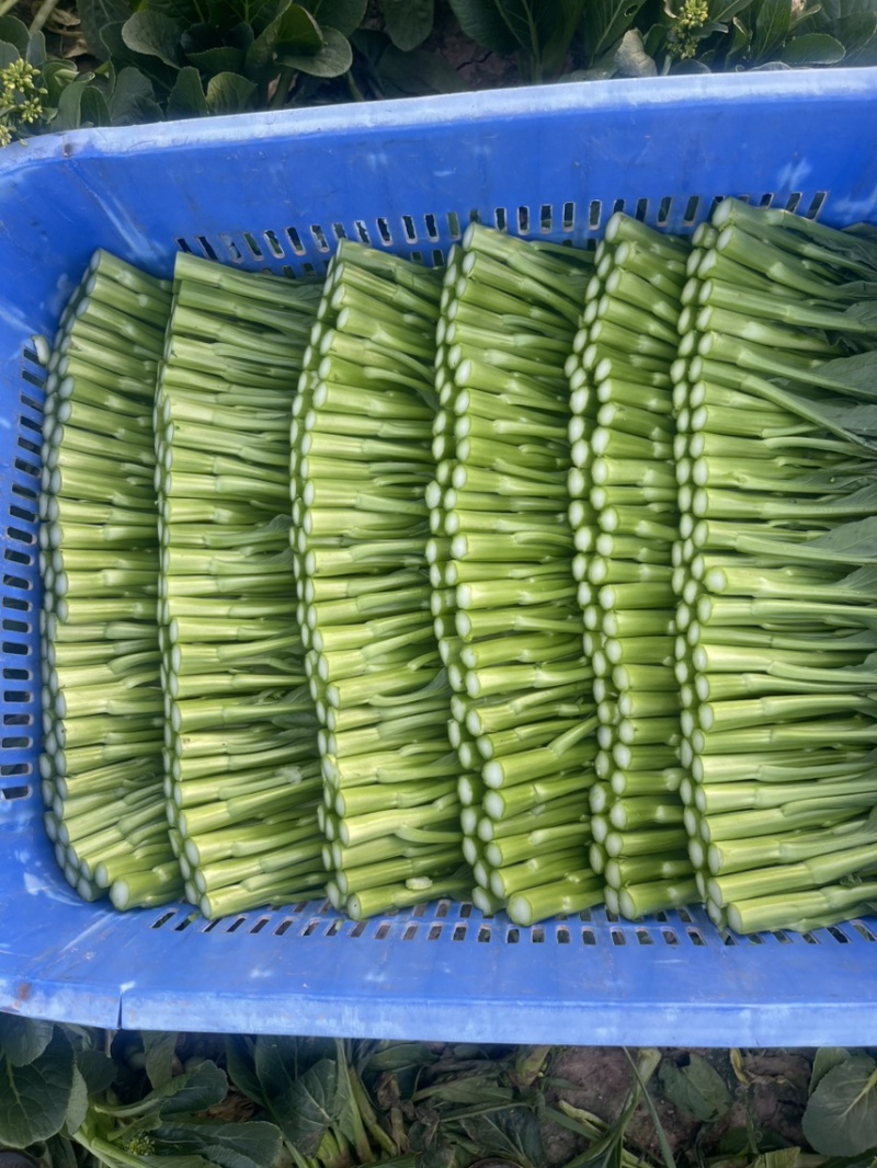 尖叶菜心
