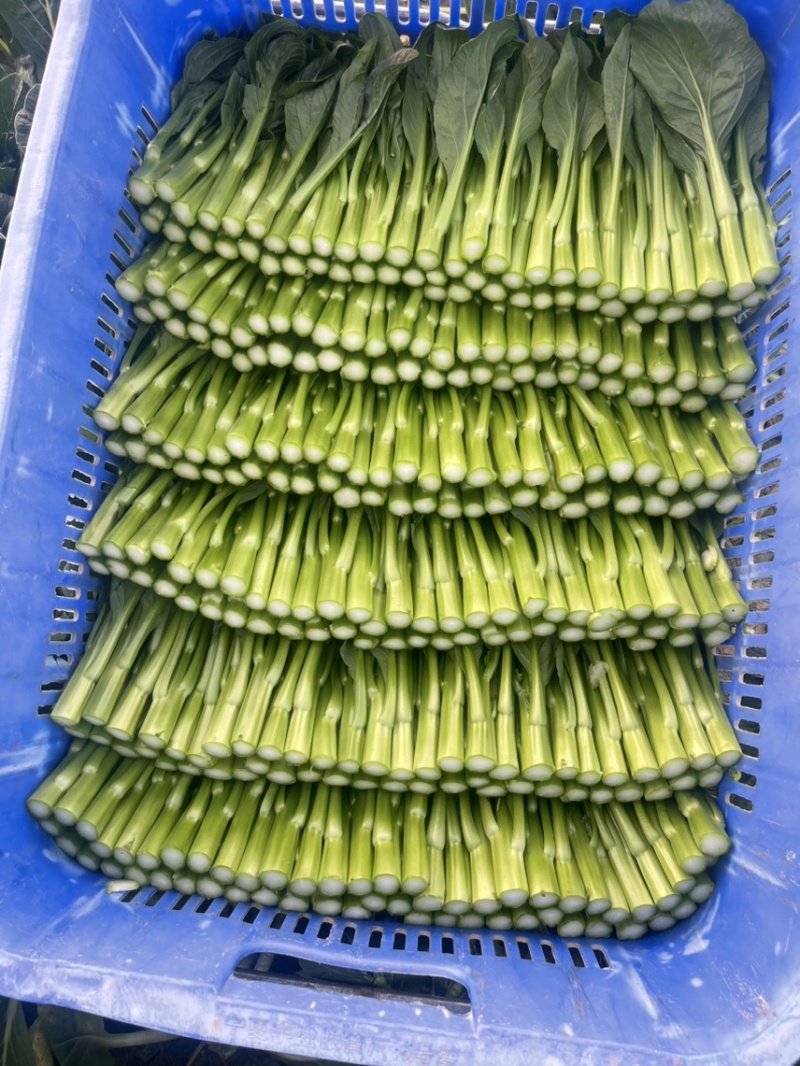 尖叶菜心