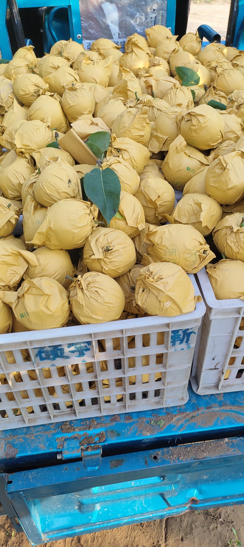 花皮翠冠梨一手货源产地直发对接全国量大从优欢迎