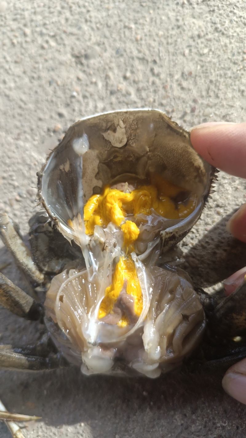 盘锦河蟹产地一手货源大量批发，社区团购，自助餐，保质保量