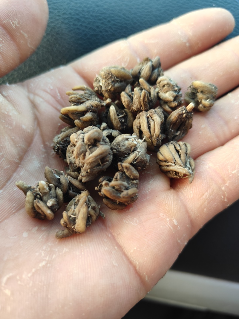 野生黄皮尖爪