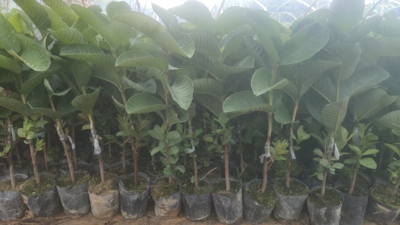 广西精品种苗水果苗番石榴苗红宝石芭乐