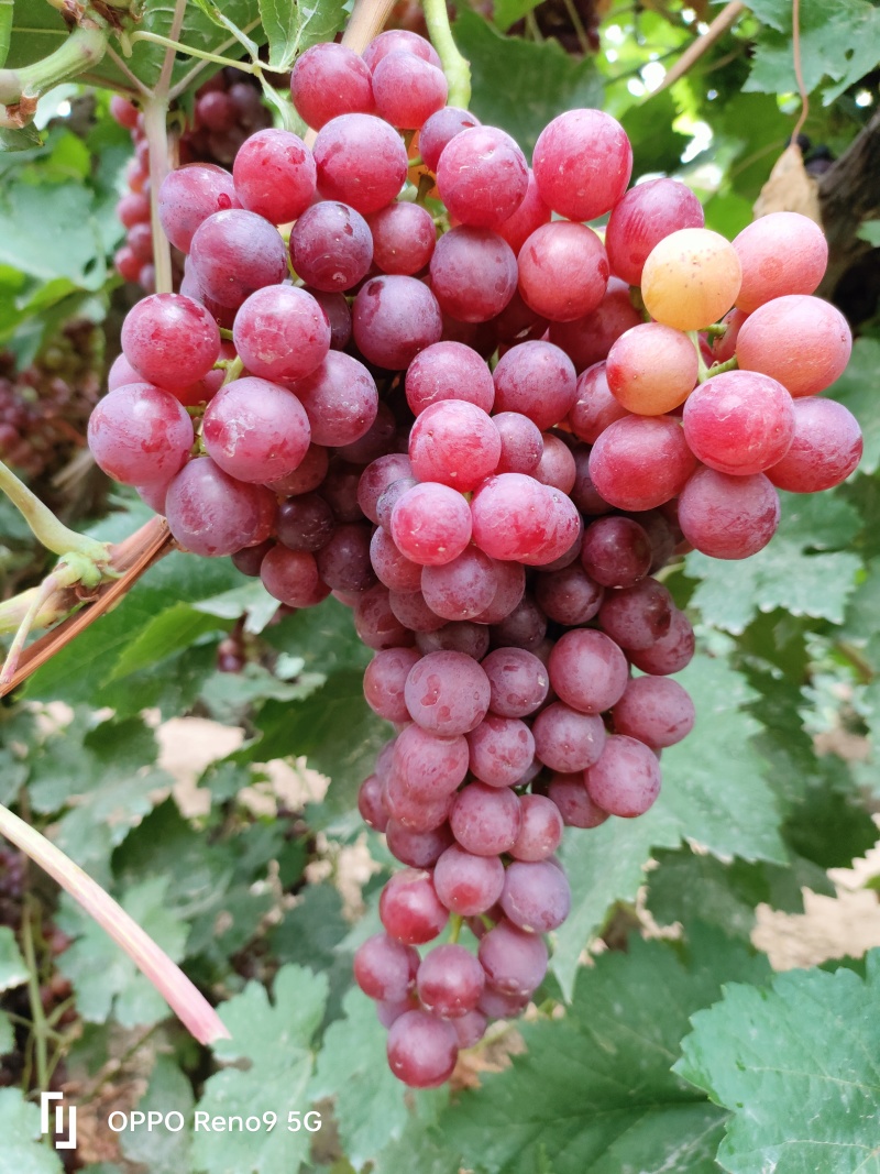 新疆哈密葡萄，品种，玻璃脆，8月份大量上市，