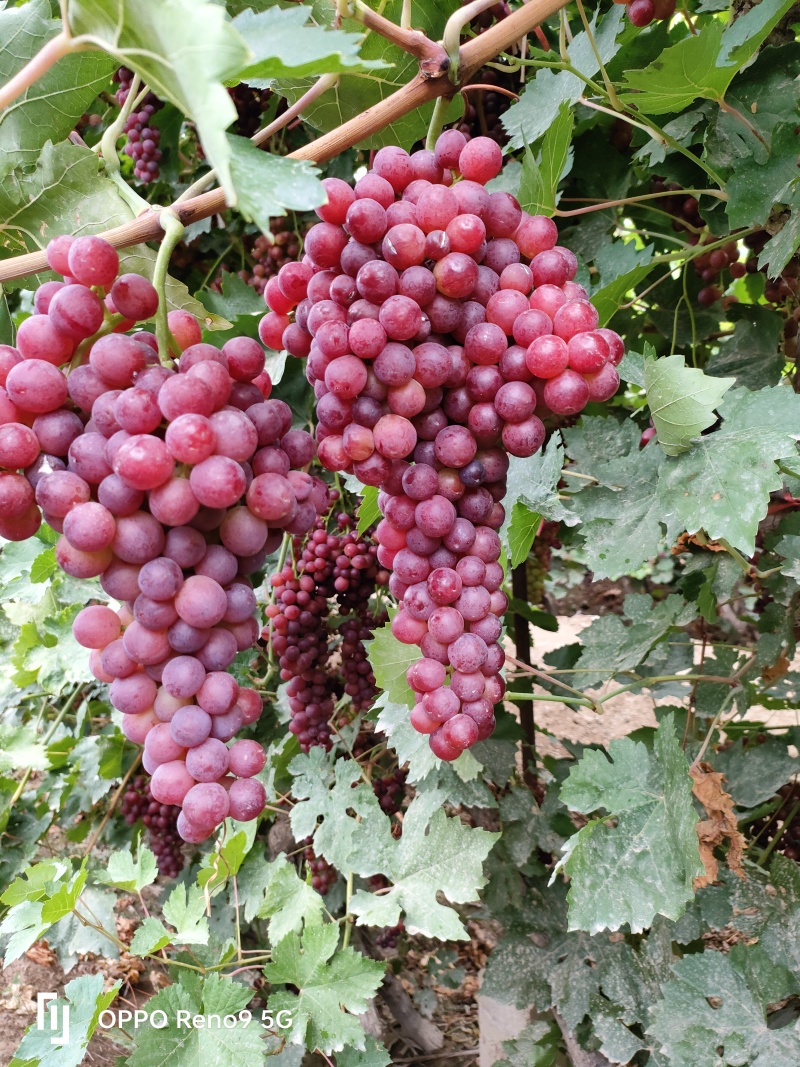新疆哈密葡萄，品种，玻璃脆，8月份大量上市，