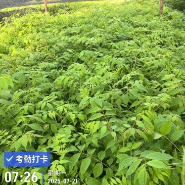 黄柏苗种植基地，自产自销，