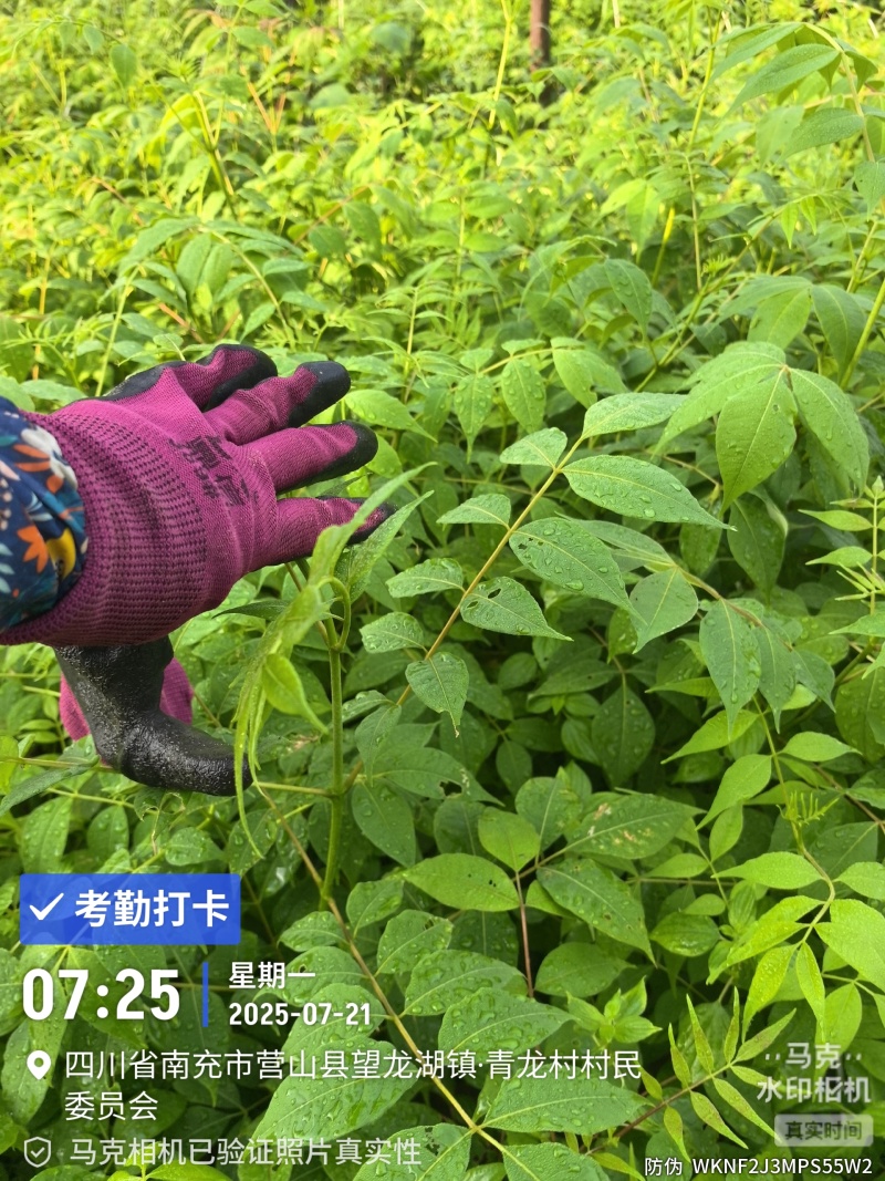 黄柏苗种植基地，自产自销，