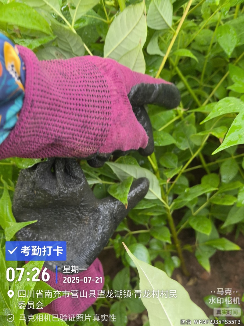 黄柏苗种植基地，自产自销，