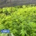 黄柏苗种植基地，自产自销，