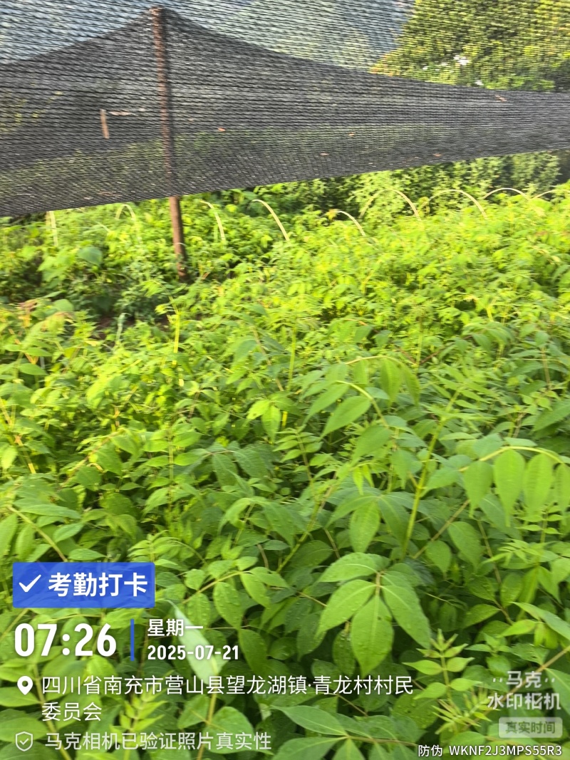黄柏苗种植基地，自产自销，