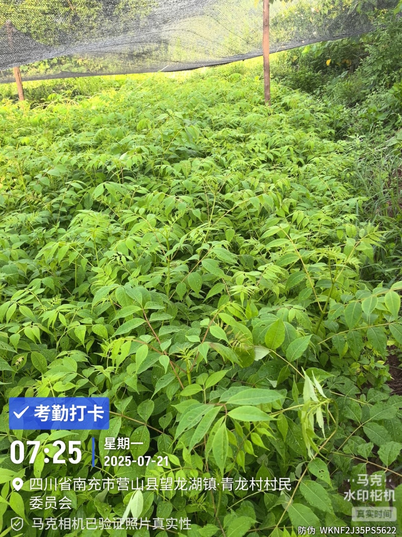 黄柏苗种植基地，自产自销，