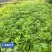 黄柏苗种植基地，自产自销，