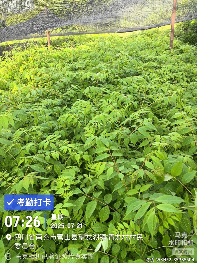 黄柏苗种植基地，自产自销，