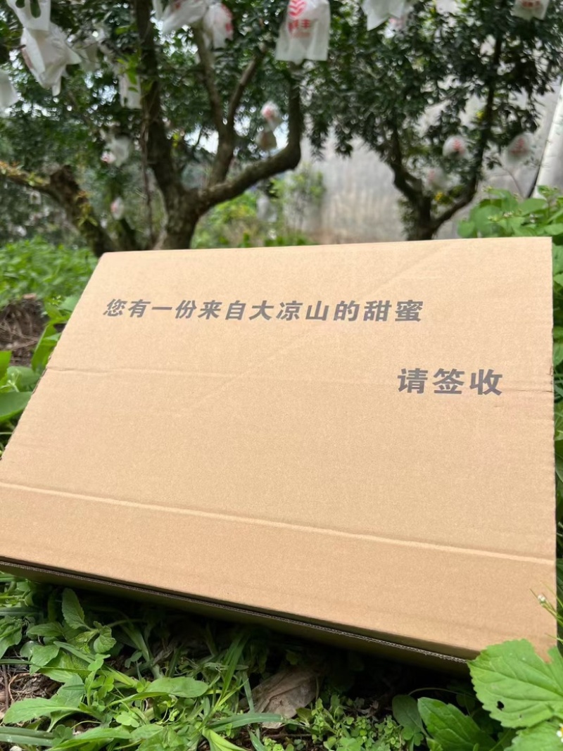 四川会理突尼斯软籽石榴支持代办各大电商一件代发