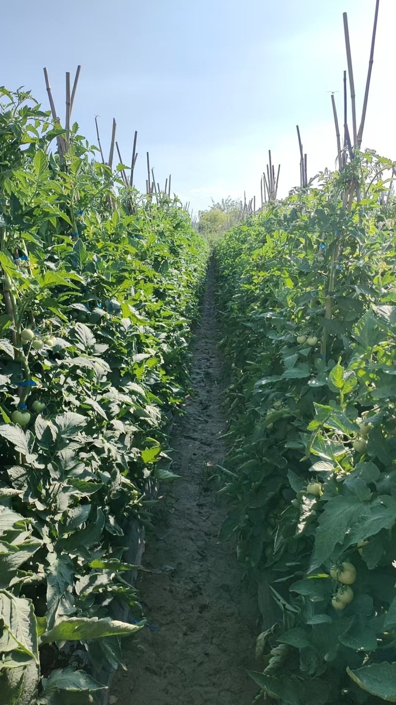 新鲜的陆地柿子开园啦