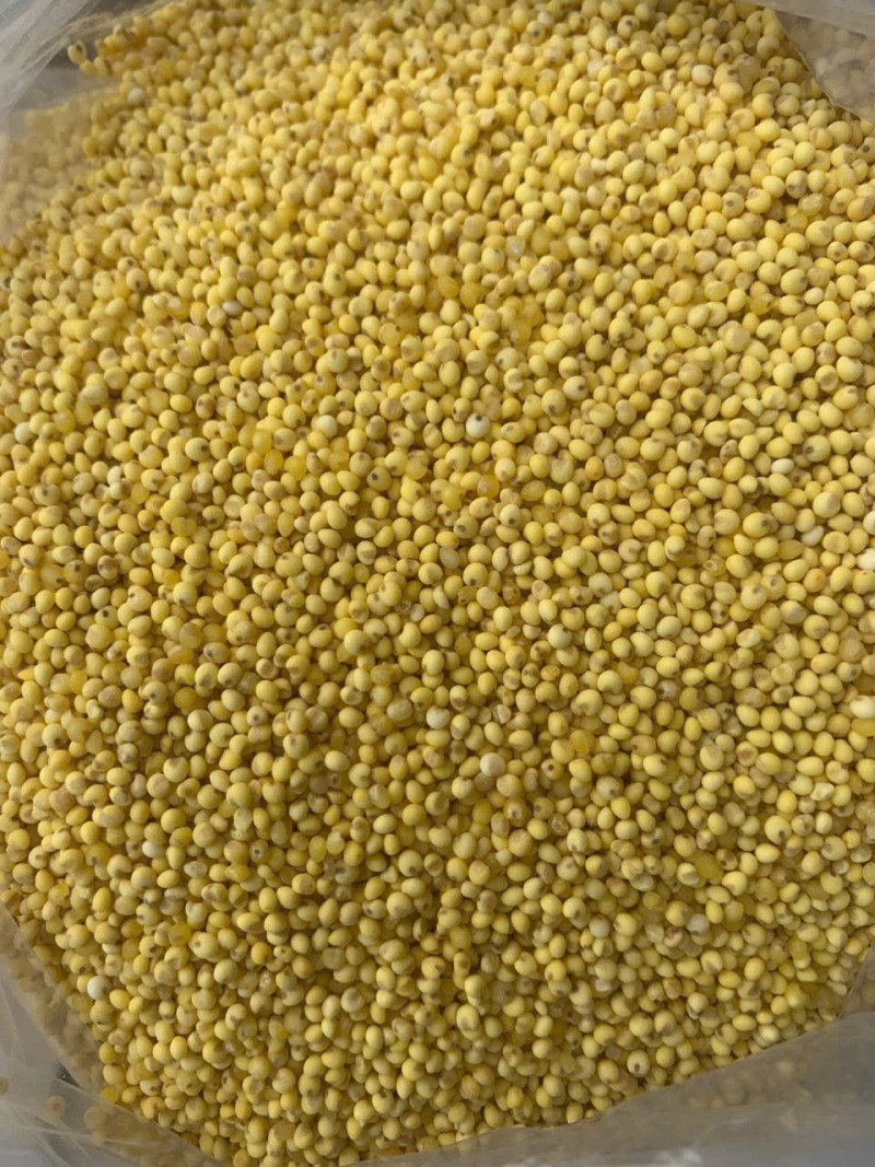 阳原大黄米，厂家直发，品质保证，可视频看货，量大从优