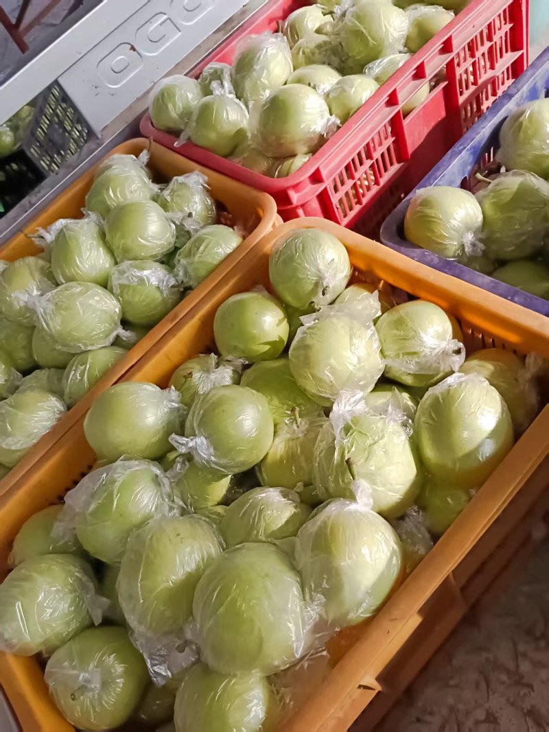 河北省泊头市皇冠梨已大量上市，个大皮薄，口感**甜