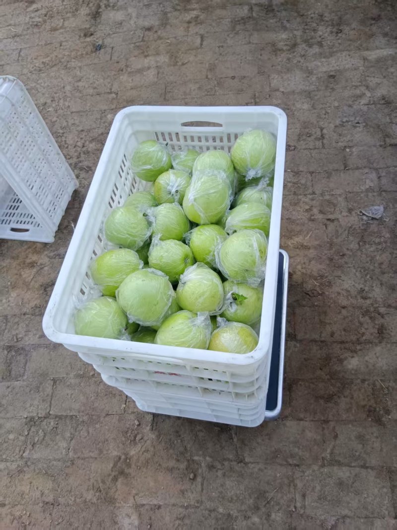 河北省泊头市皇冠梨已大量上市，个大皮薄，口感**甜