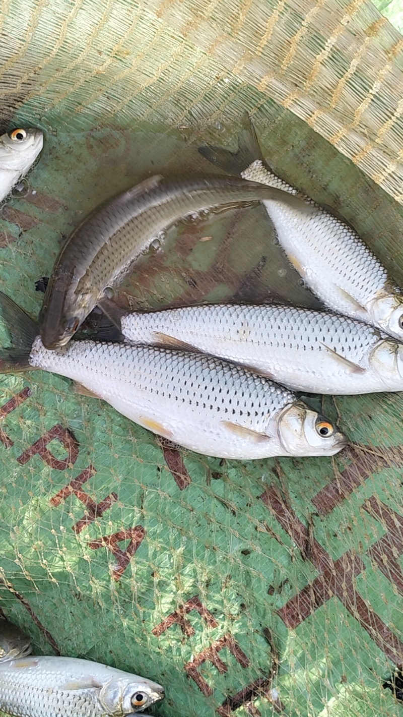 赤眼鳟鱼苗