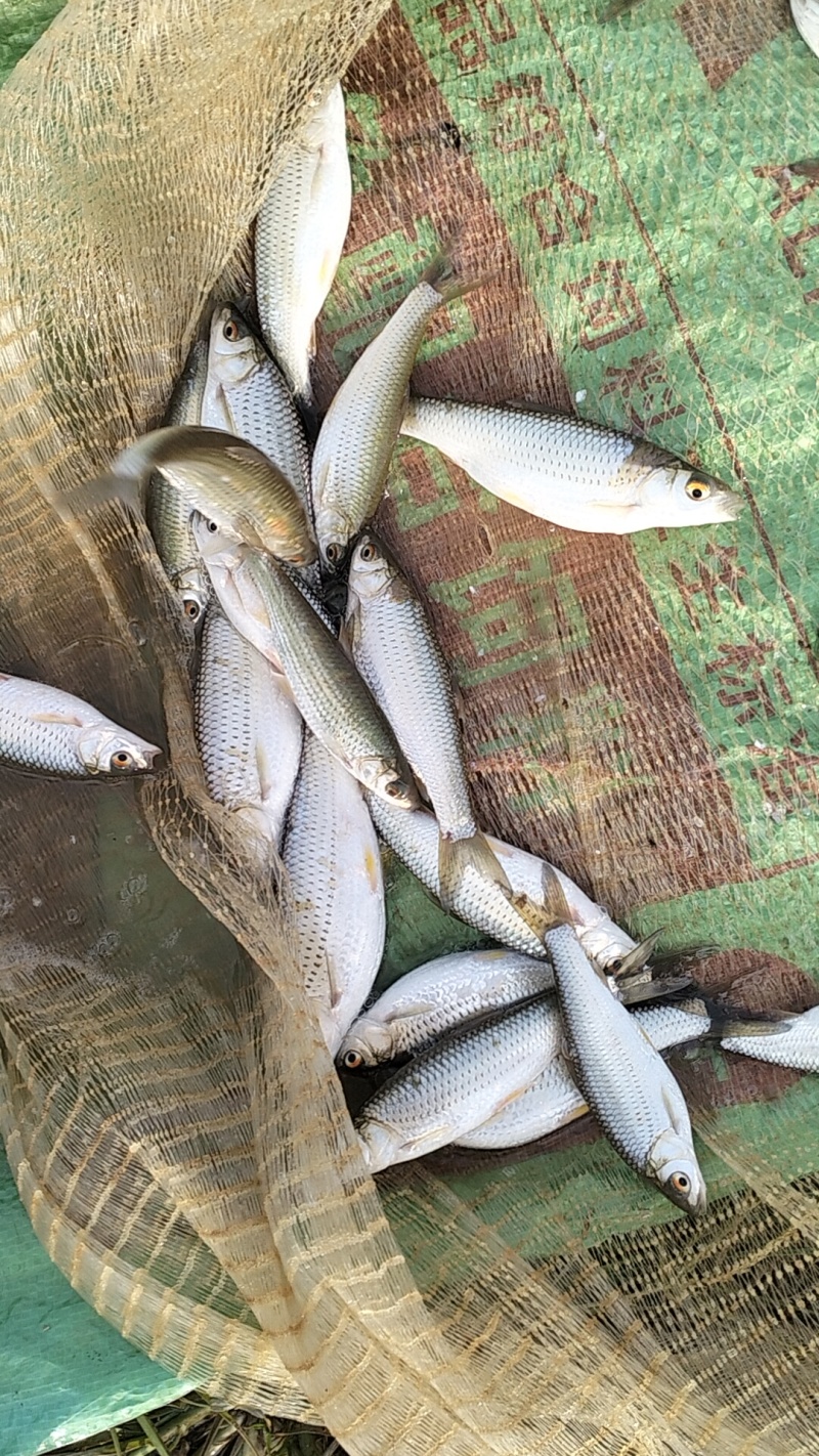 赤眼鳟鱼苗