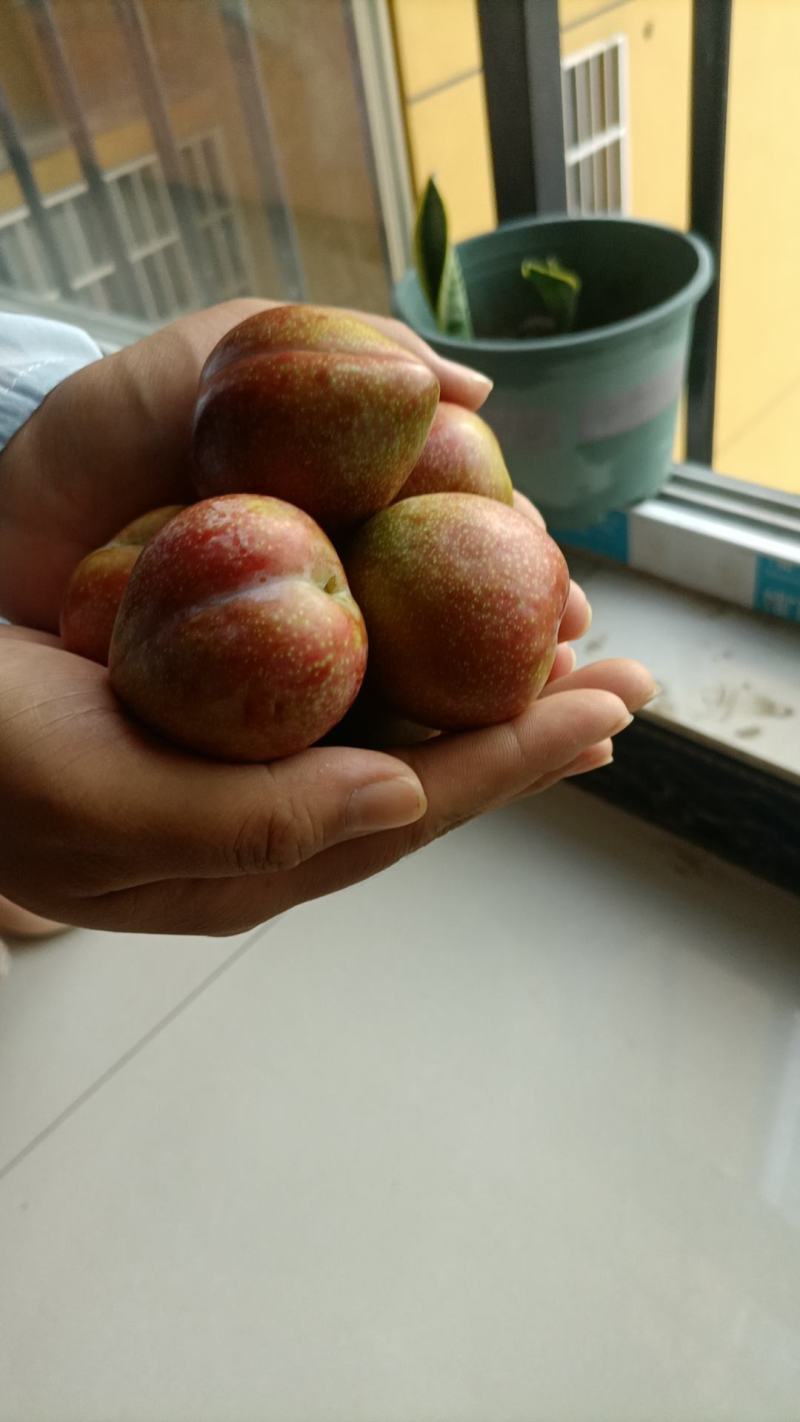 桃形李，贵州高山露天桃形李，口感脆甜，大量上市