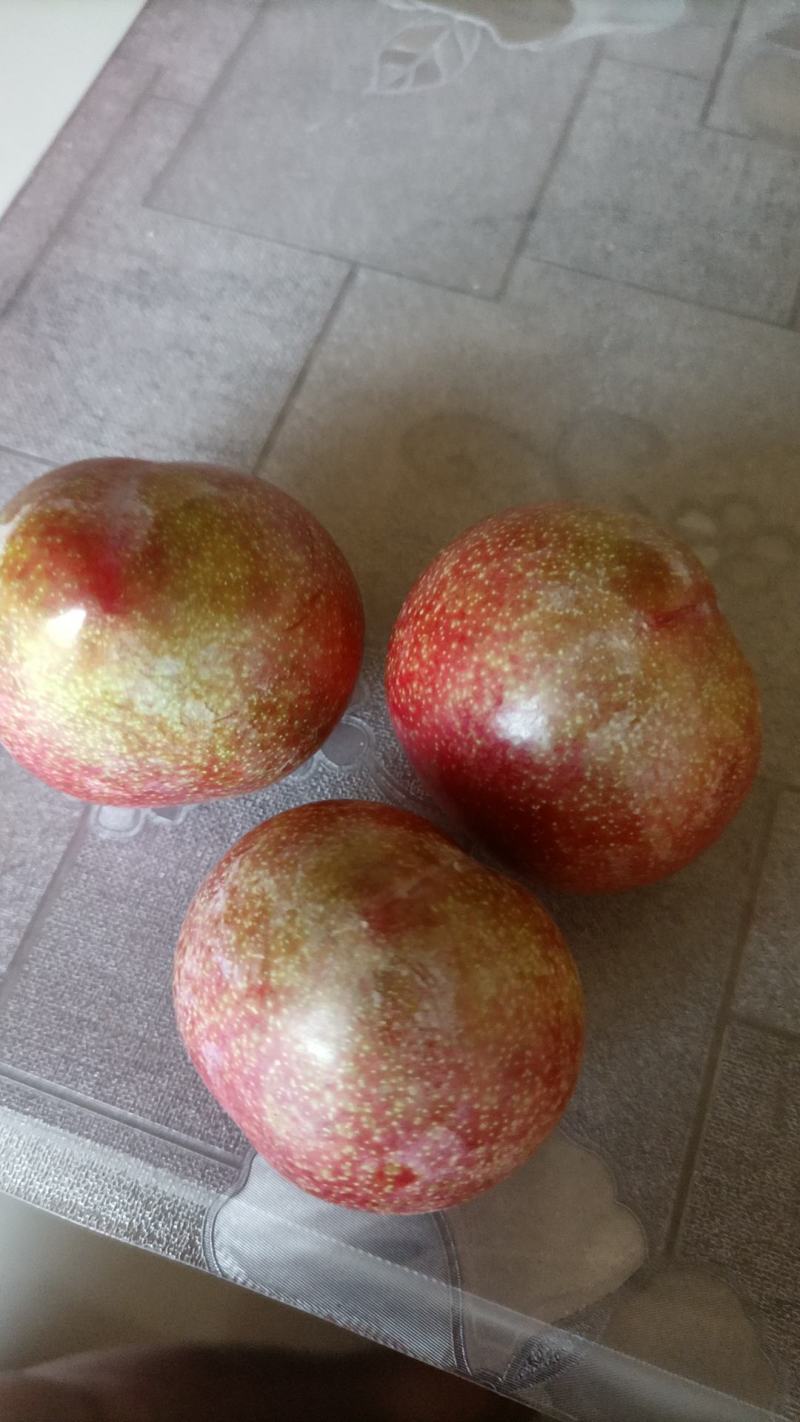 桃形李，贵州高山露天桃形李，口感脆甜，大量上市