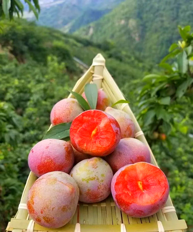 桃形李，贵州高山露天桃形李，口感脆甜，大量上市
