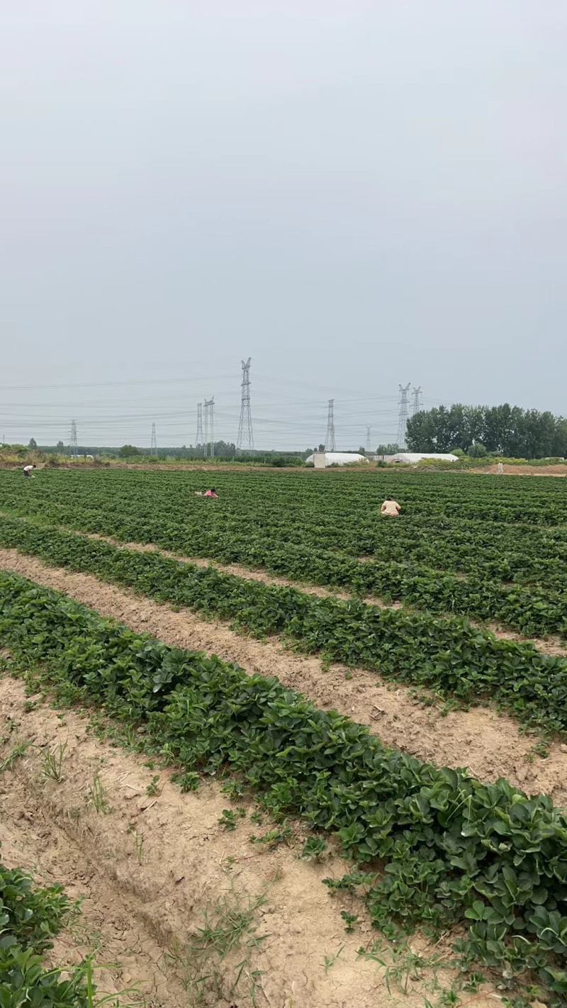 出售长丰大叶红颜草莓苗