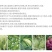 超临界流体硅肥增产抗逆保花促果抗病抗虫