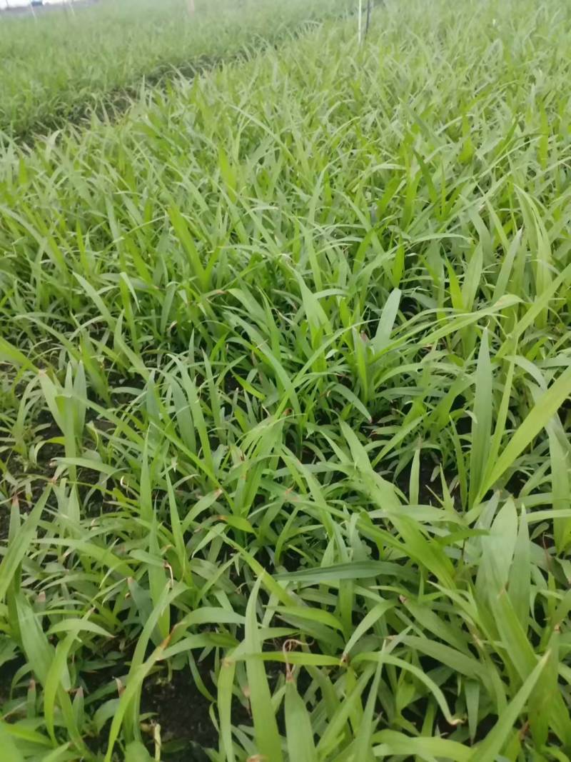白芨种苗