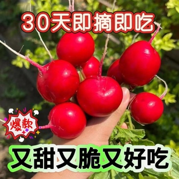 30天就可以吃的樱桃萝卜种子庭院花盆基地阳台都可以种植