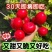 30天就可以吃的樱桃萝卜种子庭院花盆基地阳台都可以种植
