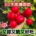 30天就可以吃的樱桃萝卜种子庭院花盆基地阳台都可以种植