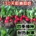 30天就可以吃的樱桃萝卜种子庭院花盆基地阳台都可以种植
