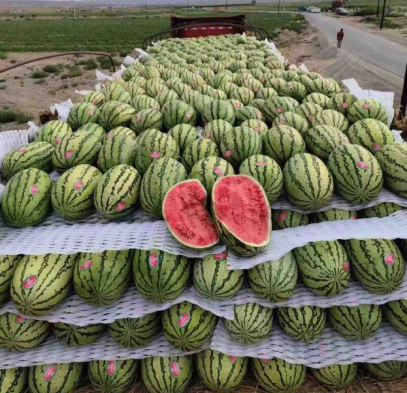 【推荐】宁夏西瓜金花6号西瓜代办包熟包甜耐运输量大从优