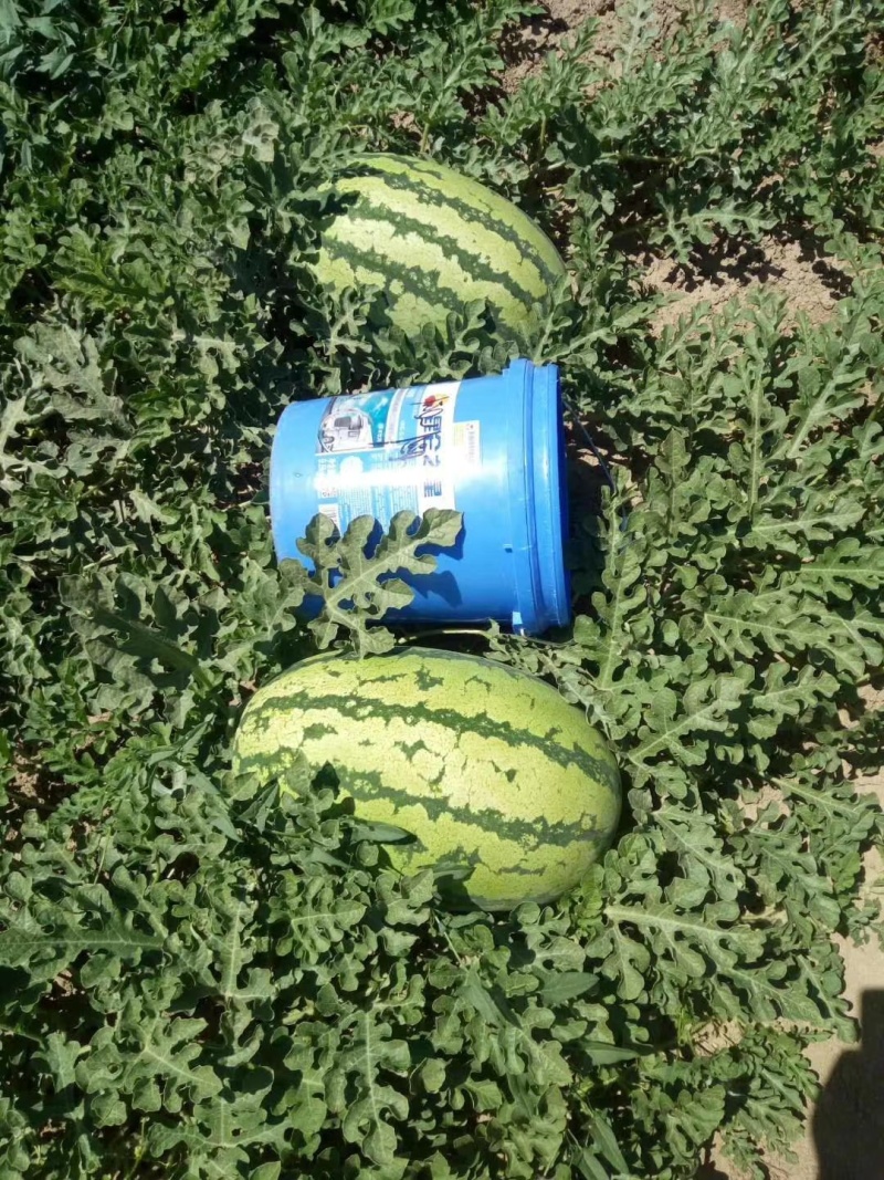 【推荐】宁夏西瓜金花6号西瓜代办包熟包甜耐运输量大从优