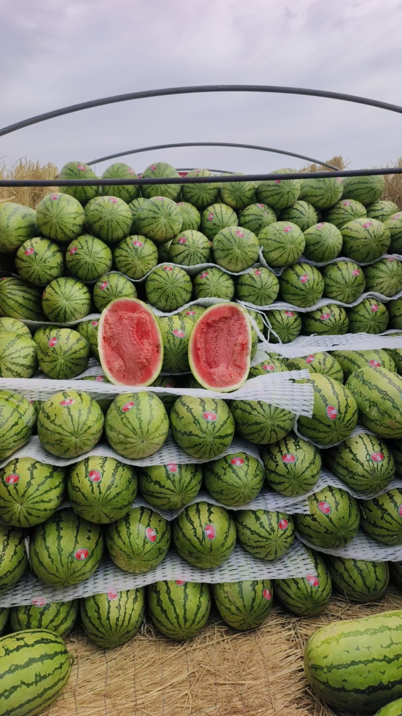 【推荐】宁夏西瓜金花6号西瓜代办包熟包甜耐运输量大从优